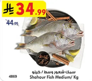 سمك شعور وسط / كيلو