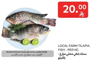 سمك بلطي محلي مزروع - بالكيلو