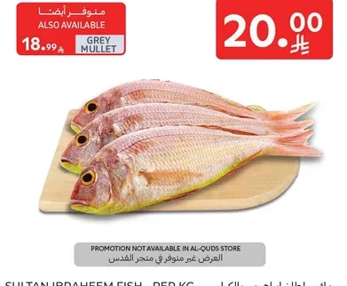 سمك المولي الرمادي، متوفر في عبوه.