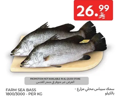 سمك سي باس محلي مزراع.