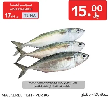 سمك باهيه - بالكيلو