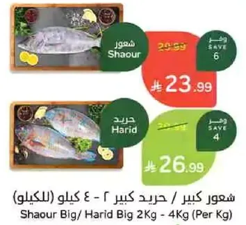 شعور كبير / حريد كبير 2 كيلو - 4 كيلو (للكيلو)