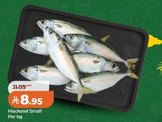 ماكريل صغير لكل كيلو