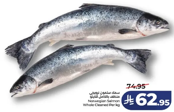 سمك سالمون نرويجي منظم بالكامل