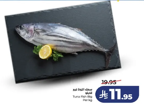 سمك التونه كبير الكيلو