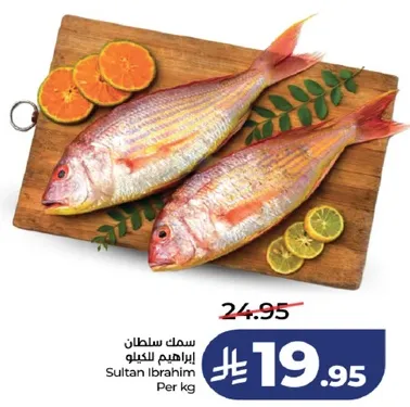 سمك سلطان ابراهيم بالكيلو.