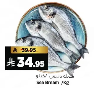 سمك دنيس /كيلو