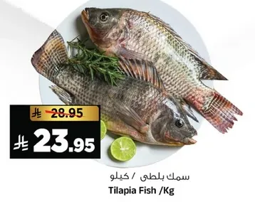 سمك بلطي / كيلو