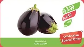 باذنجان مصري دايري.