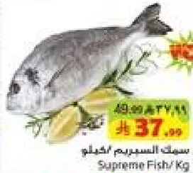 سمك السلمون/كجم