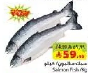 سمك سالمون