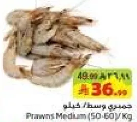 جمبري وسط/ خيلوم