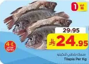 سمك بلطي الطازج