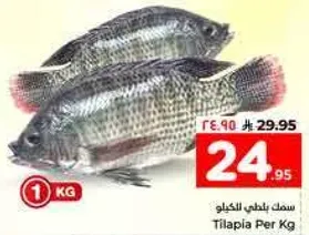 سمك بلطي الكيلو