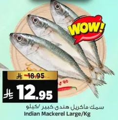 Indian Mackerel Large/Kg