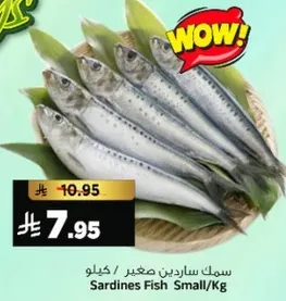 سمك ساردين صغير / كيلو