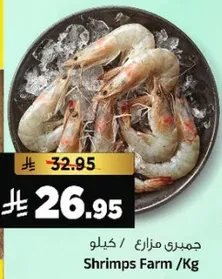 جمبري مزارع / كيلو