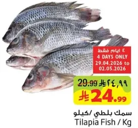 سمك بلطي/كيلو