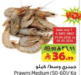 جمبري وسط/ كيلو