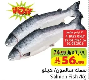 سمك سالمون / كيلو