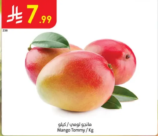 مانجو تومي / كيلو