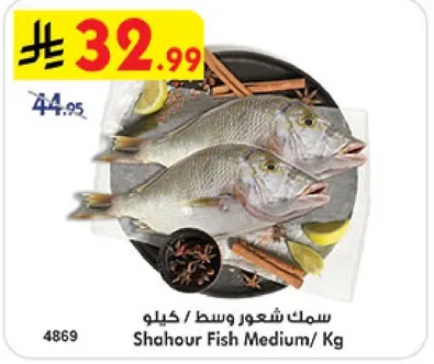 سمك شعور وسط/ كيلوا