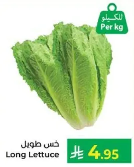 Long Lettuce