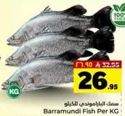 سمك الباراموندي للكغ