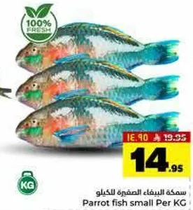 سمكه الببغاء الصغيره لكل كيلو