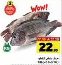 سمك بلطي الكيلو