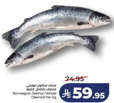 سمك سالمون نرويجي منظف بالكامل للكيلو