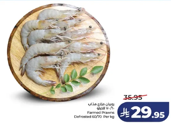 روبيان مزرعه مداب 60/70 بالكيلو