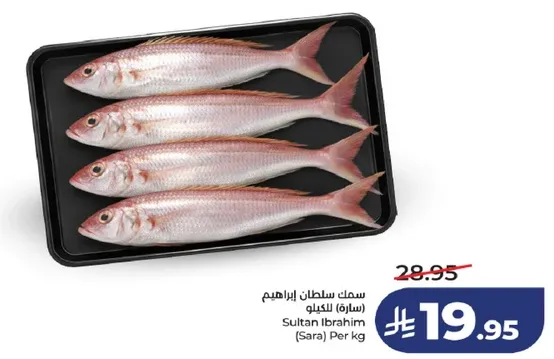 سمك سلطان ابراهي (سارا) لكل كيلو.