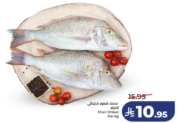 سمك شعور شيلكالي