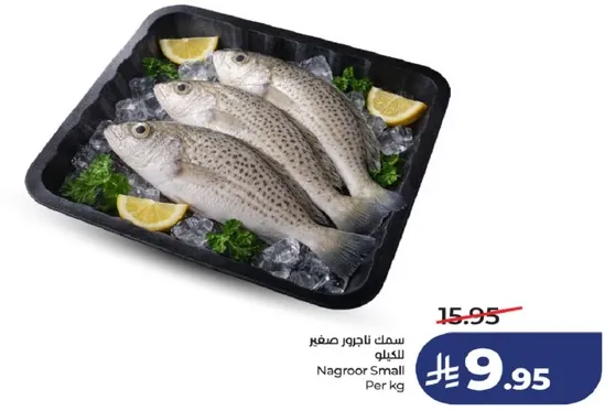 سمك نغرو صغير