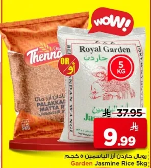 رز ياسمين حديقه 5 كجم
