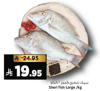 Large Sheri fish.
