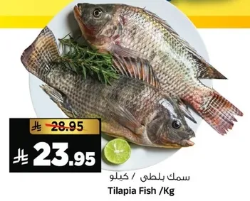 سمك بلطي /كيلو