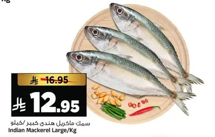 سمك ماكريل هندي كبير/كيلو