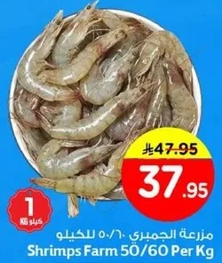 مزعه الجمبري 50/60 للكilo