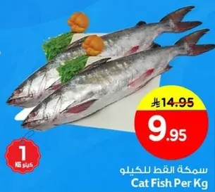 سمكه القط للكيلو