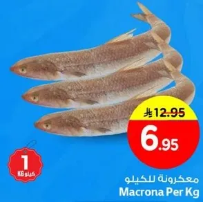 معكرونه للكيو