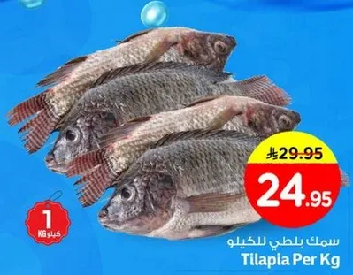 سمك بلطي للكيو