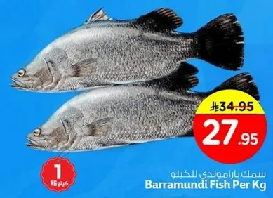 سمك باراموندي للكغ
