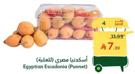Egyptian Escadonia (Punnet)