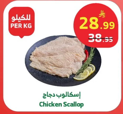 اسكلوب دجاج