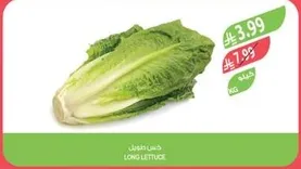 خس طويل