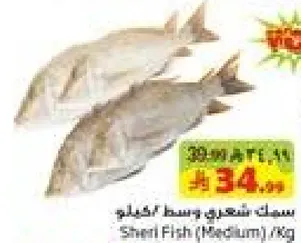 Sheri Fish (Medium) / KG