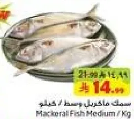 سمك ماكريل وسط / كغ