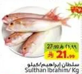 سمك سلطان ابراهيم